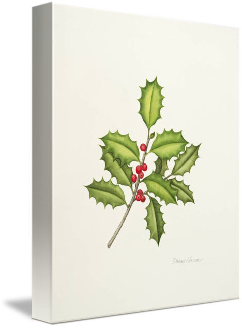 American Holly (480x650)