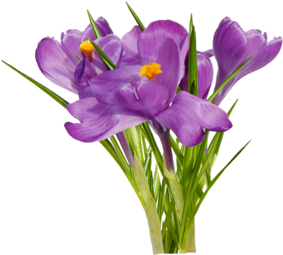 سكرابز ازهار الربيع 98707907 20 - Crocus (700x700)