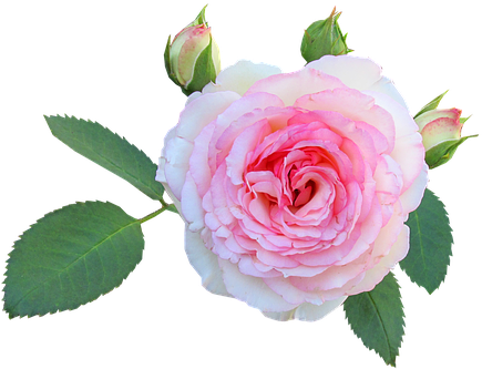 Floribunda (444x340)