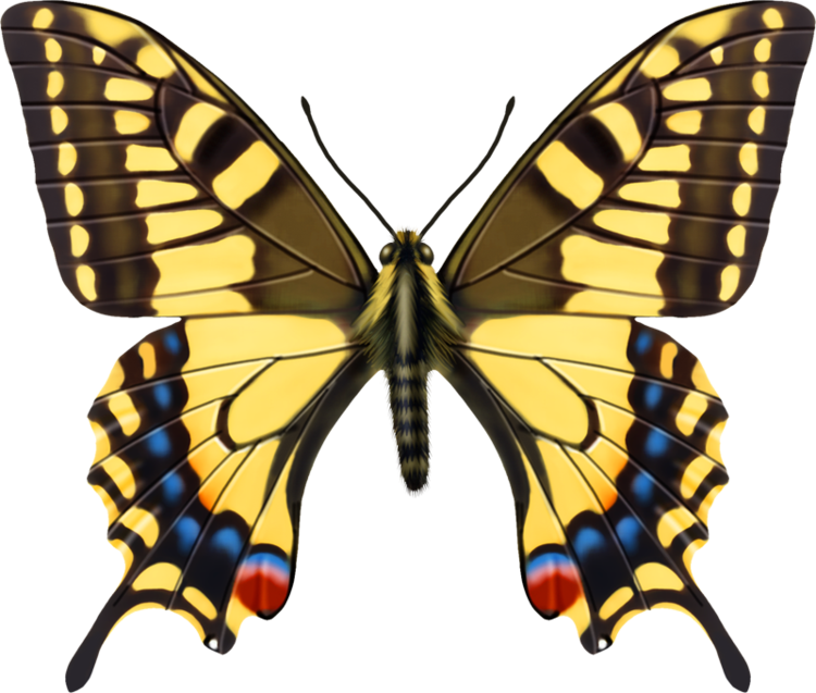 Бабочки - Papilio Machaon (750x637)