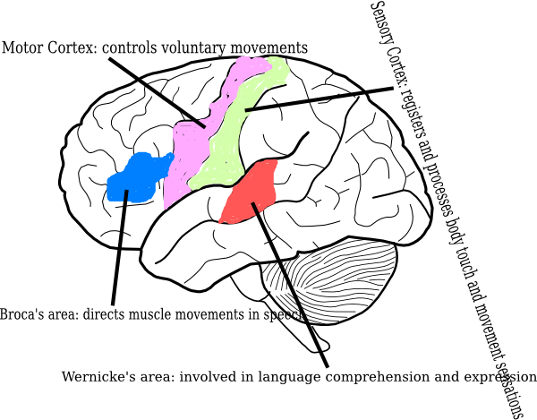 Brain Diagram Clip Art (600x469)