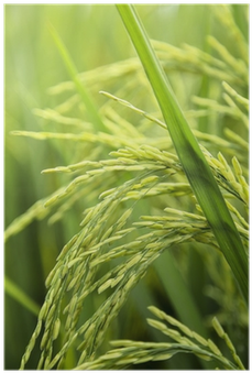 Rice (400x400)
