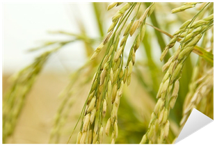 Paddy Rice (400x400)
