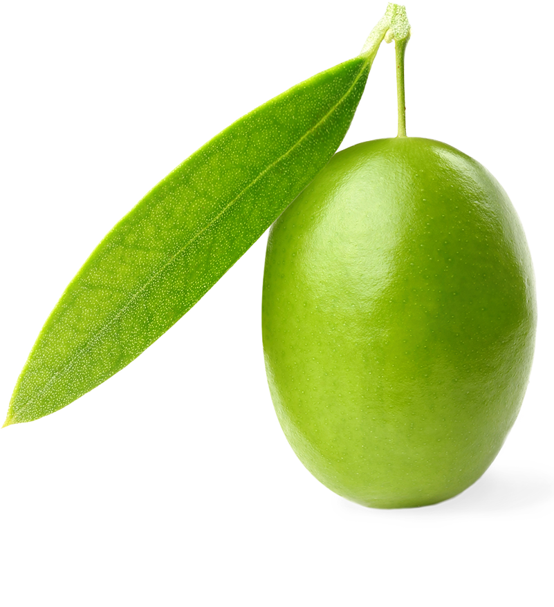 Olive (801x878)
