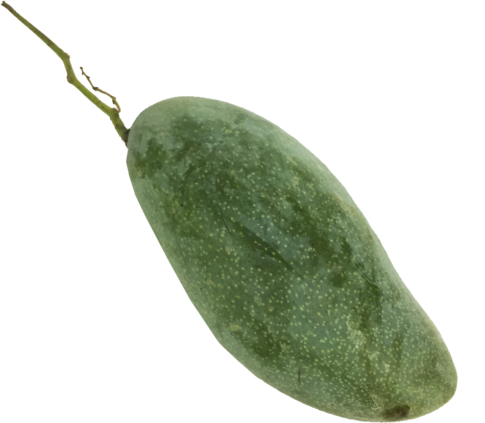Gourd (1000x1000)
