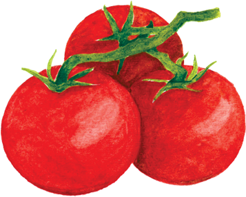 Tomatoes - Tomato (360x360)
