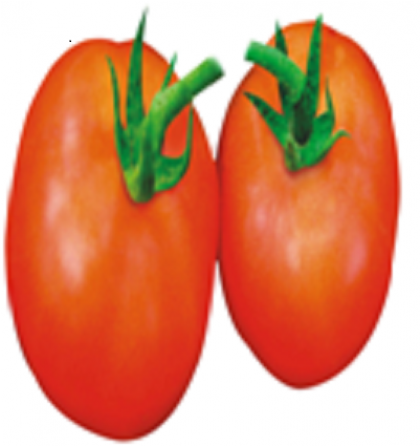Plum Tomato (550x445)