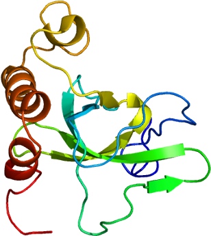 Msh6 (357x394)