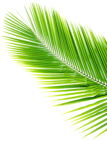 Leaf Svg Vector Theleaf Co - Coconut Tree Leaf Png (462x634)