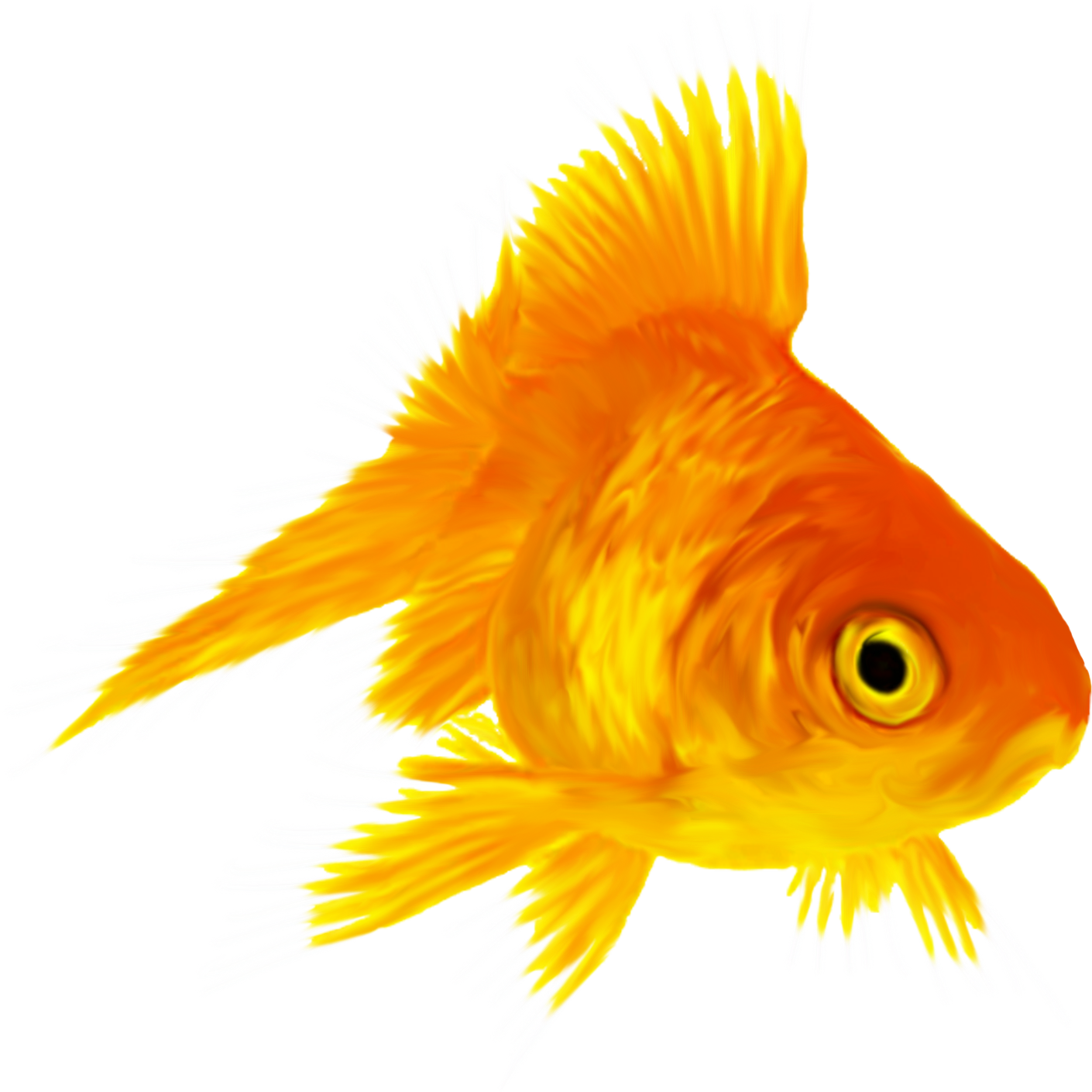 Fish (1410x1410)