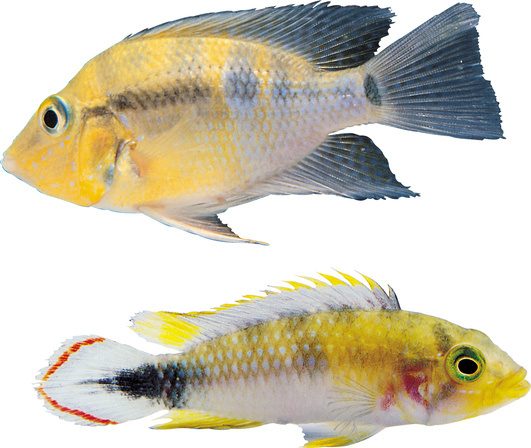 Рыба Png - Fish (2049x1729)