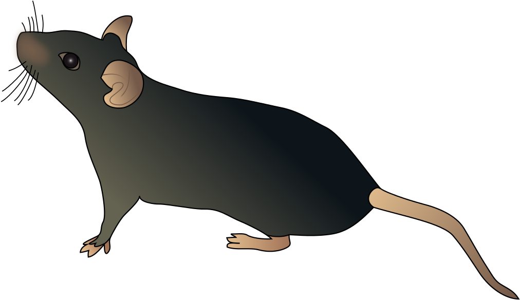Mouse Sideways Schematic - Mouse Schematic (1024x598)