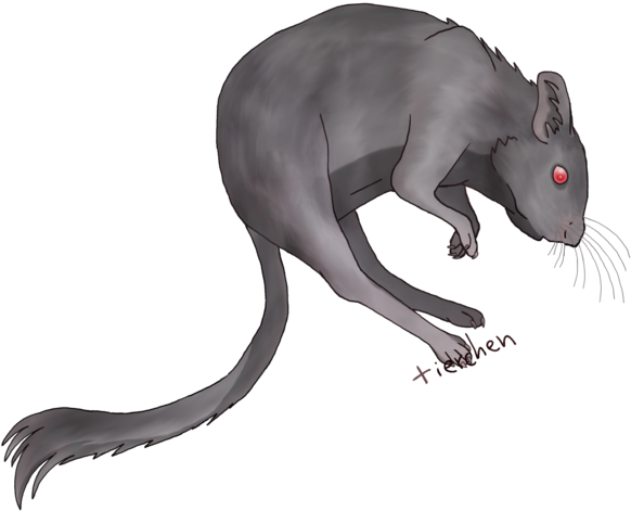 Gerbil 016 Nutmeg - Rat (595x500)