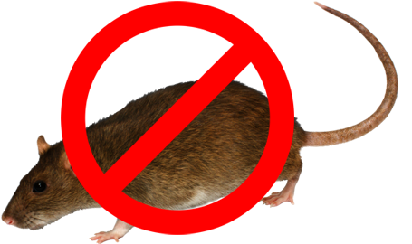 Rat - Rat (510x305)