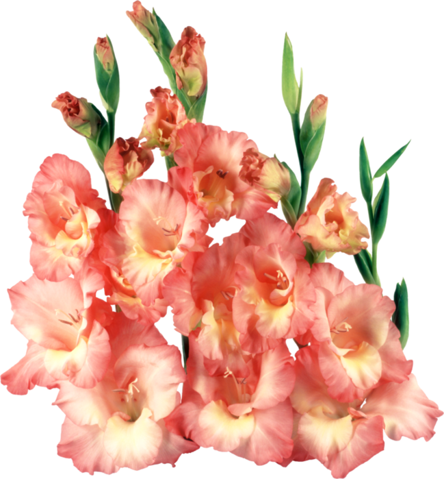 Portable Network Graphics Clip Art Gladiolus Liveinternet - Гладиолус Пнг (649x699)
