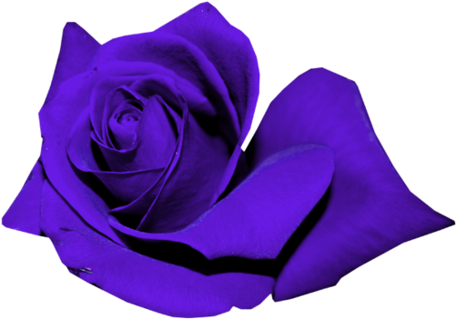 Roses - Garden Roses (500x500)