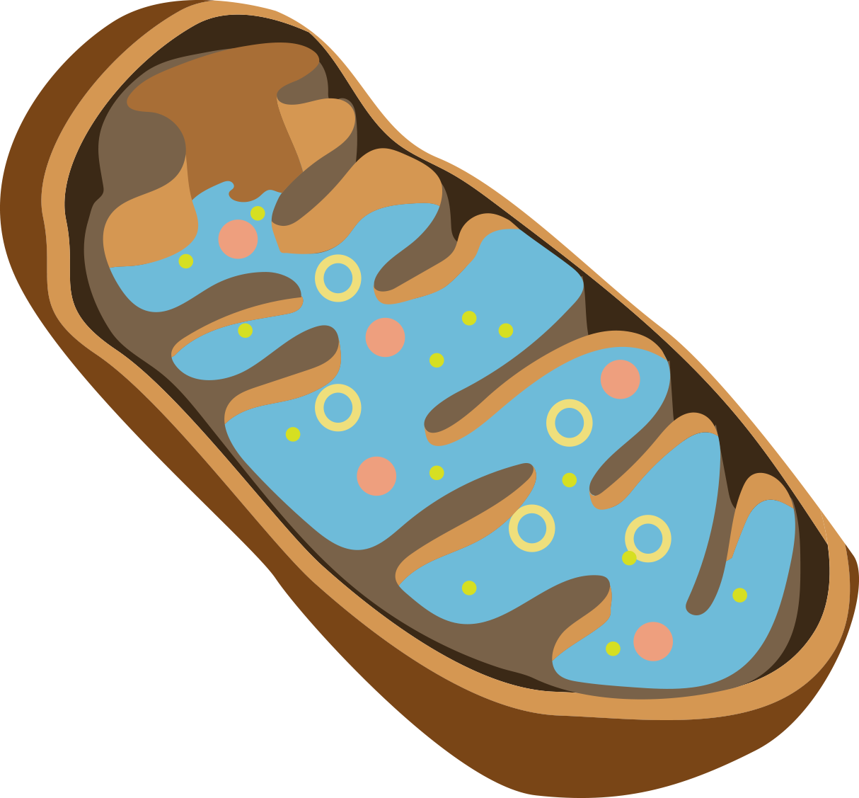 Clip Art (1214x1127)