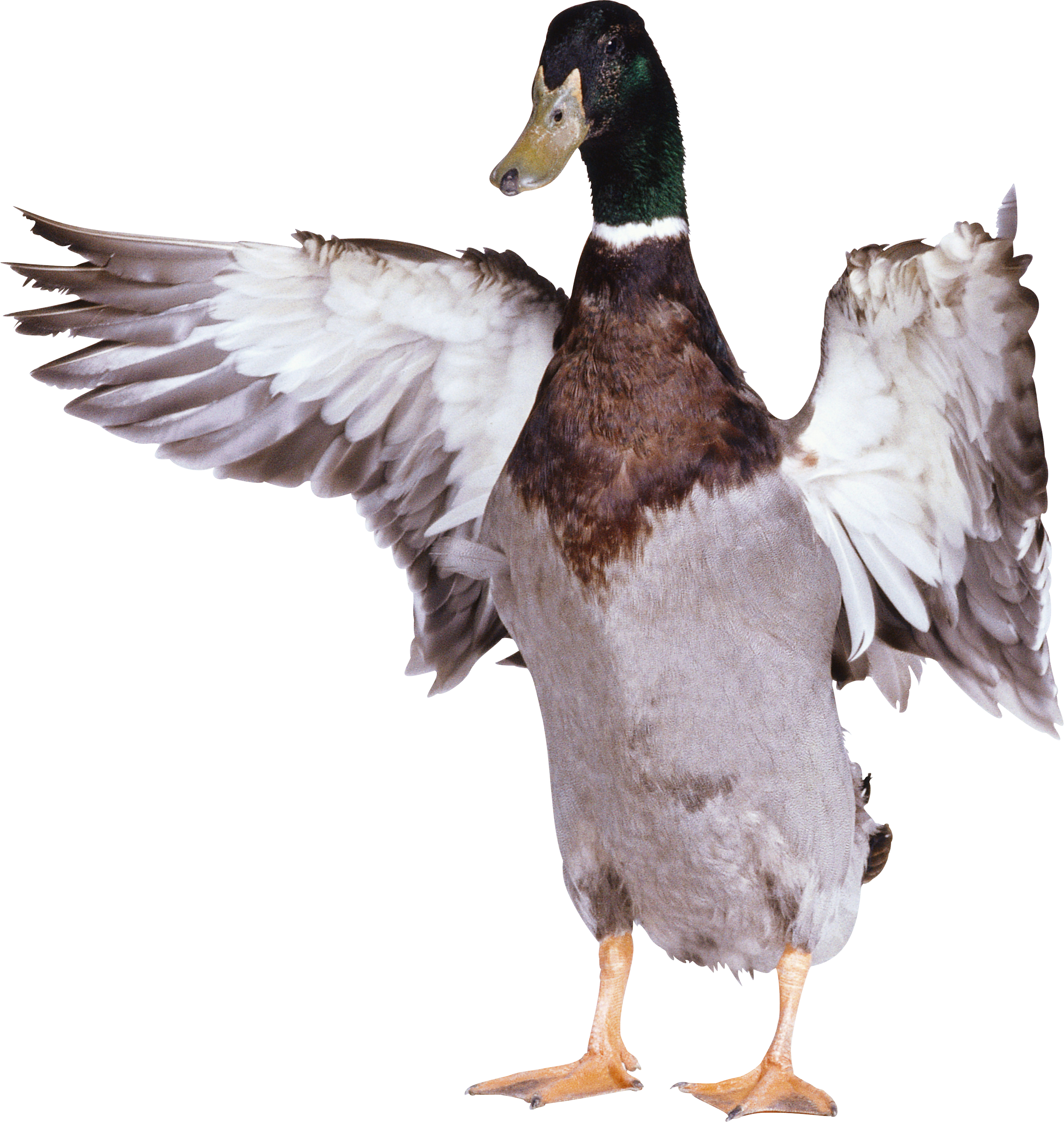 Duck Png (2638x2781)