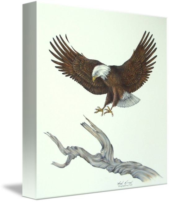 Eagle (545x650)