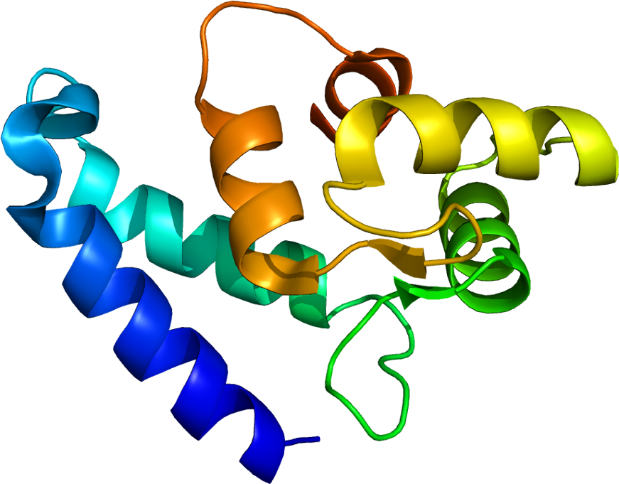 Iba 1 Protein (920x730)