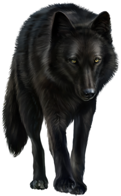 Loup - Gray Wolf (322x500)