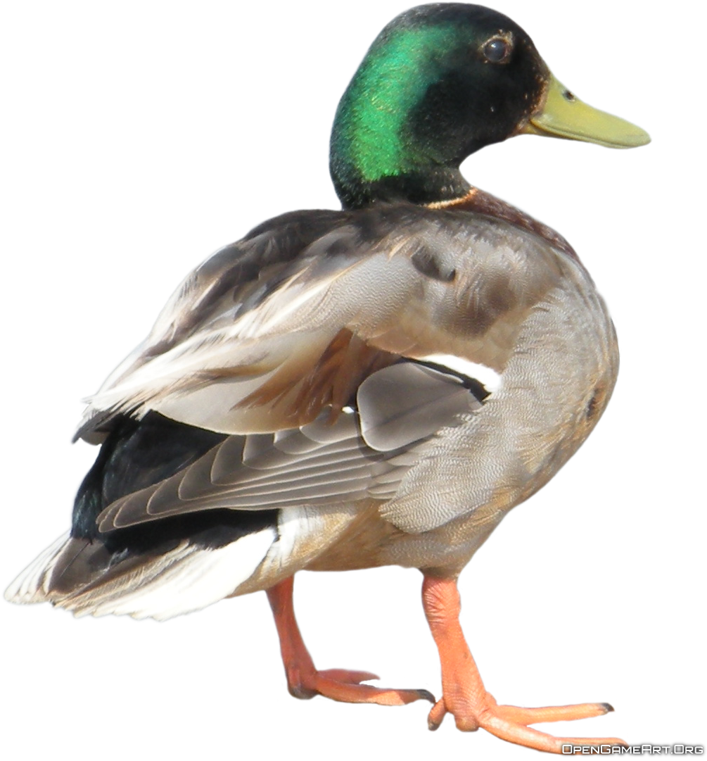 Duck Transparent Background (1084x1084)
