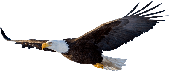 Eagle Png (570x330)