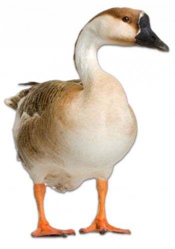 Lesso N - Goose (351x500)