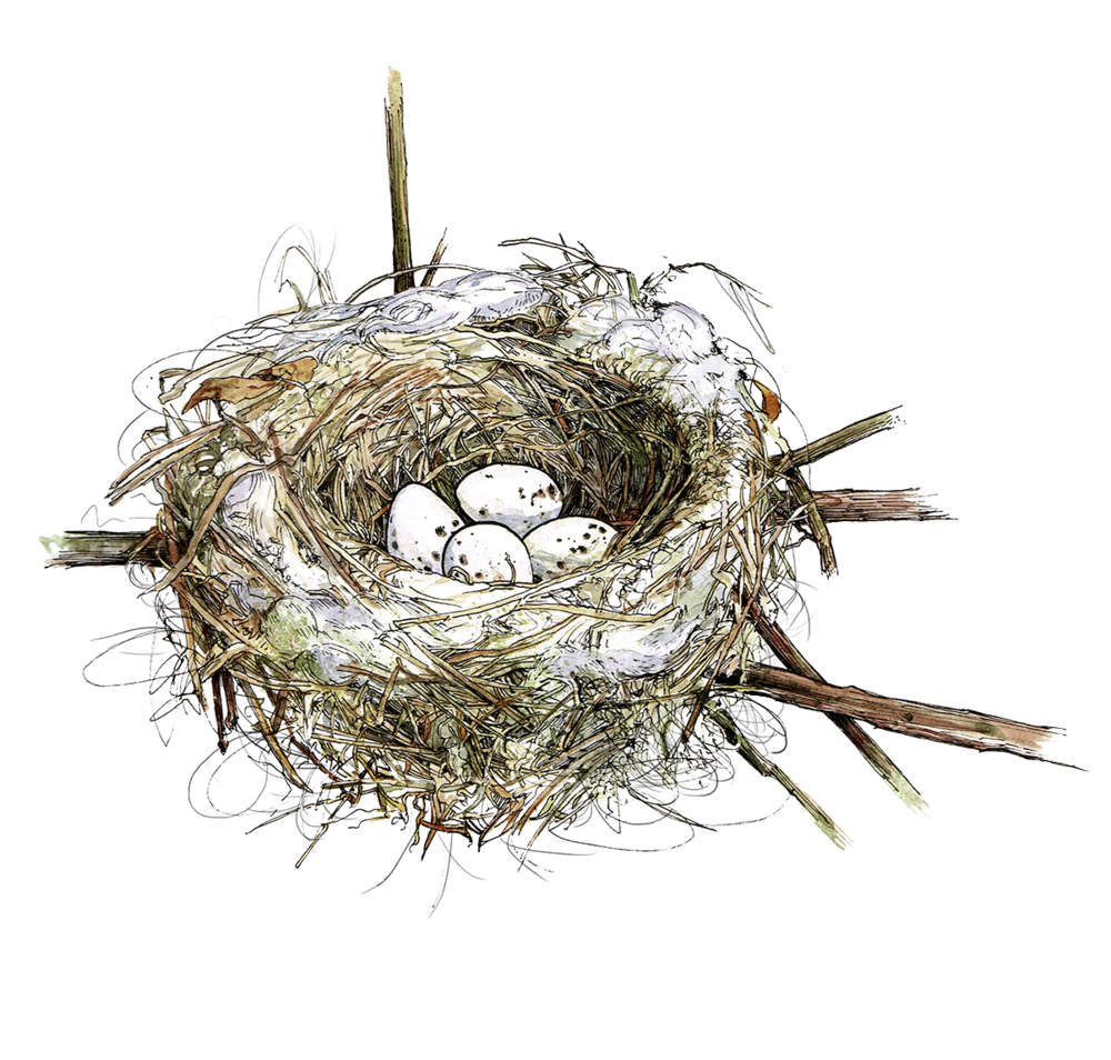 Cedarwaxwingnest - Nest (1000x954)