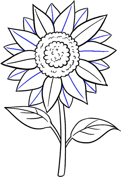 How To Draw Sunflower - Sunflower Drawing (678x600)