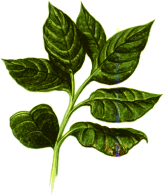 El Te Verde - Sotya Red Tea 100comp. (344x413)