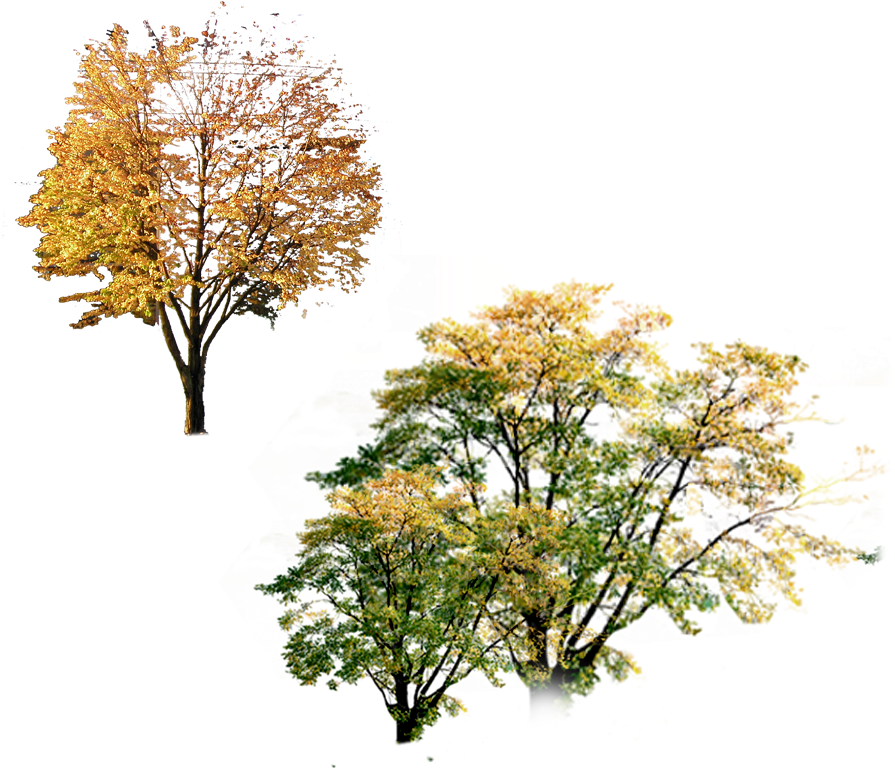 Autumn Poster Tree Landscape - Tree (1000x1000)