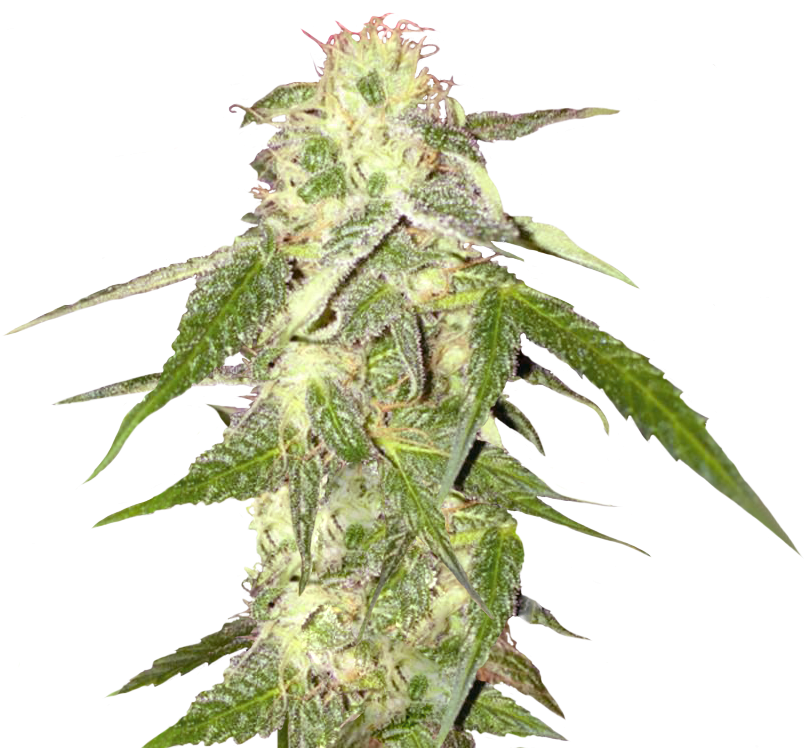 Hemp (846x967)