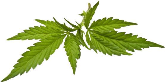 Fern (650x431)
