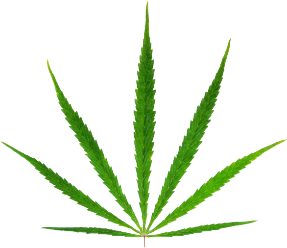 Aloe (650x507)