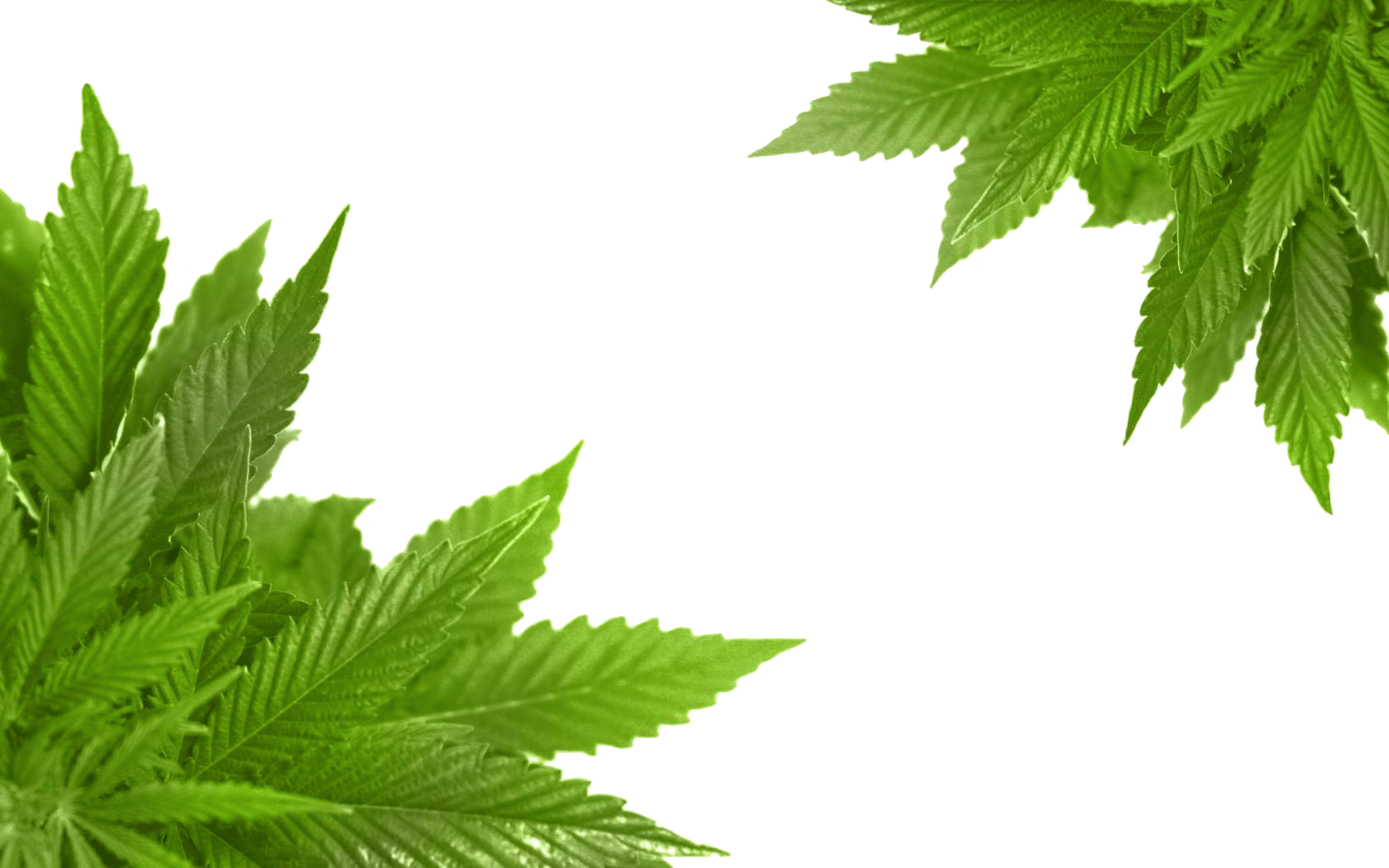   Cannabis Clipart (1680x1050)