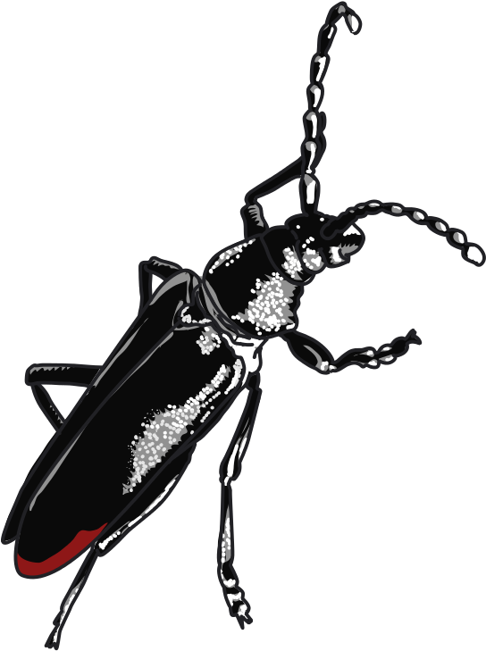 Clip Art (603x800)