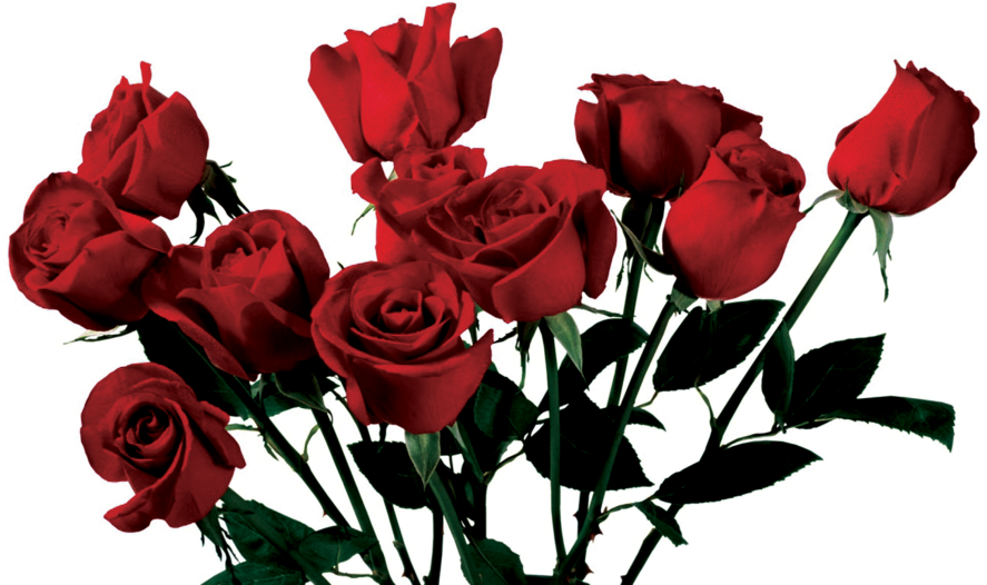 Image - Rose Png (1024x1024)