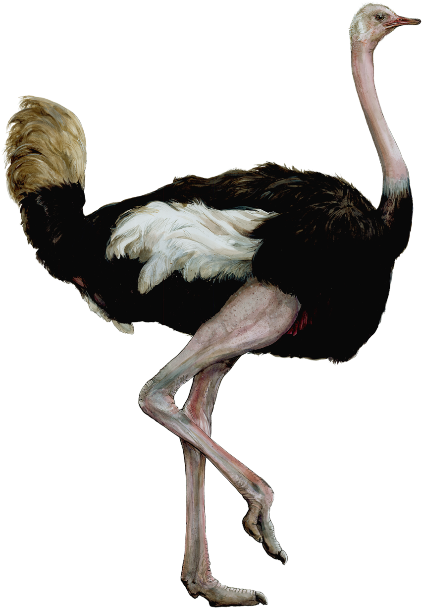Ostrichsmaller - Bird (1000x1399)