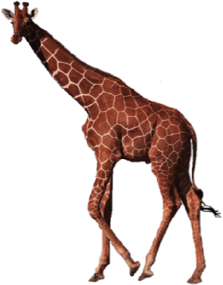 Giraffe - Ostrich - Pig (488x442)