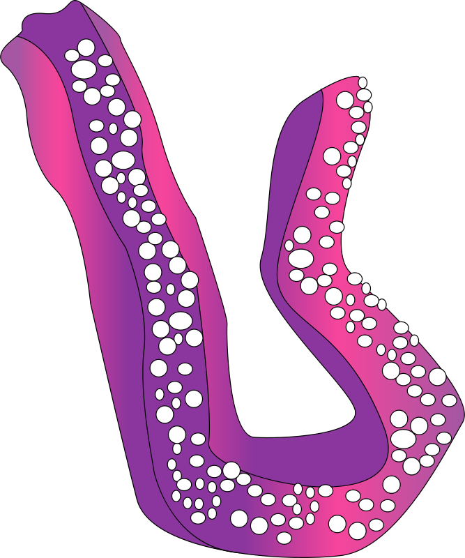 Free Concombre De Mer - Clip Art (667x800)