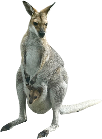 Kangaroo (450x450)