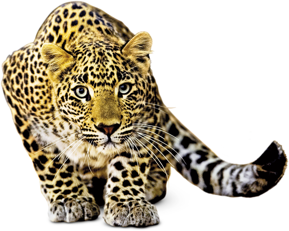 Dk Findout! Animals (1120x840)