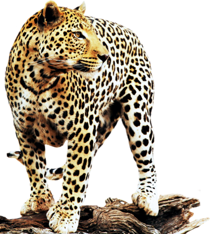 Leopard Background - Leopard Warrior: A Journey Into The African Teachings (720x800)