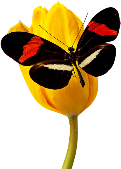 Papillons - Riodinidae (475x600)