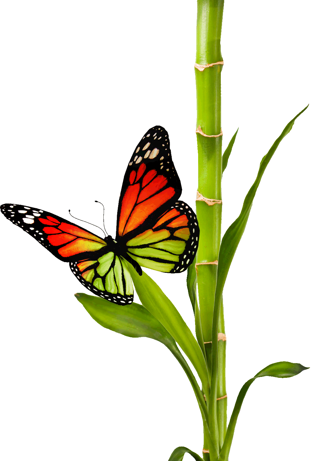 Bamboobutterfly - Bamboobutterfly (1014x1502)