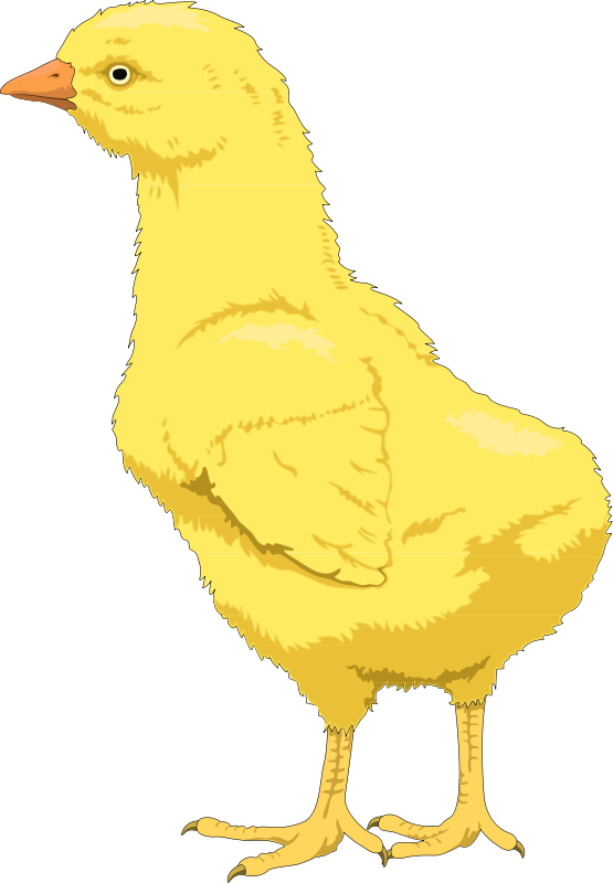 Free Vector Bird - Bird (555x800)