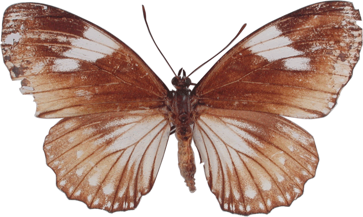 Digamma (1174x703)