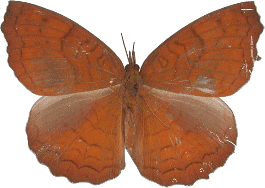 Euphydryas (882x628)