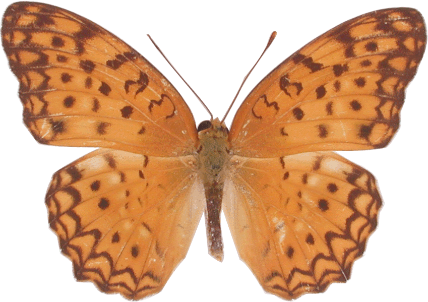 Butterfly (849x599)